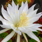 【画像】サボテンに教わる花を育てる辛抱！   100円ショップで買った「サボテンの花」がついに咲いた 〜 画像1