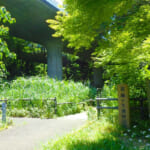 【画像】街中に突如現れる横浜で唯一の「渓谷」高架下公園は巨大なエリンギの森だった 〜 画像1