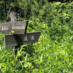 【画像】街中に突如現れる横浜で唯一の「渓谷」高架下公園は巨大なエリンギの森だった 〜 画像1