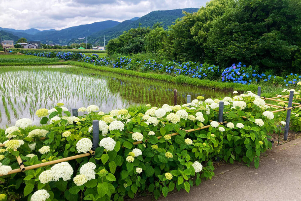 田園に咲く紫陽花