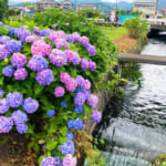 【画像】あじさい、田園、富士山と映えがテンコ盛り！　神奈川で一番小さな町の「開成町あじさいまつり」 〜 画像1