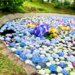 【画像】あじさい、田園、富士山と映えがテンコ盛り！　神奈川で一番小さな町の「開成町あじさいまつり」 〜 画像1