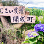 【画像】あじさい、田園、富士山と映えがテンコ盛り！　神奈川で一番小さな町の「開成町あじさいまつり」 〜 画像1