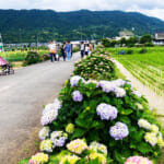 【画像】あじさい、田園、富士山と映えがテンコ盛り！　神奈川で一番小さな町の「開成町あじさいまつり」 〜 画像1