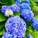 ブルーが鮮やかな開成ブルー