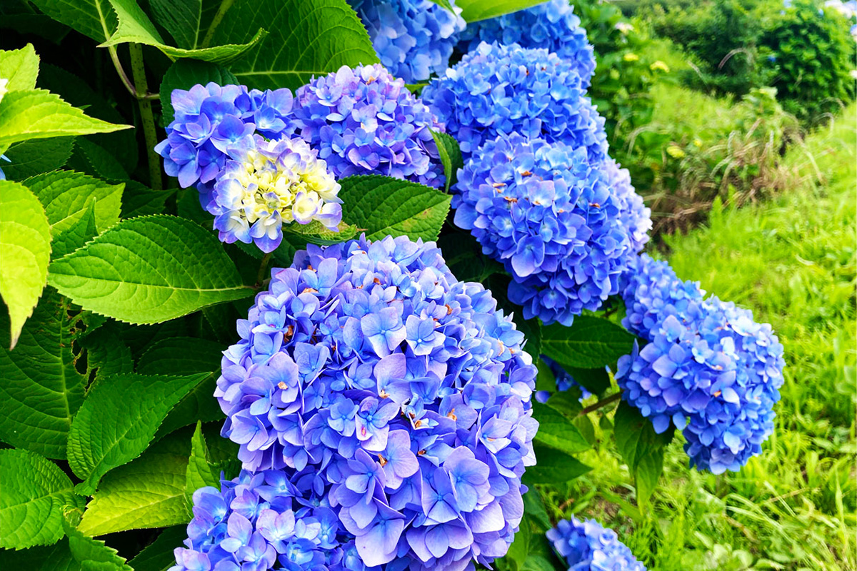 あじさい、田園、富士山と映えがテンコ盛り！ 神奈川で一番小さな町の