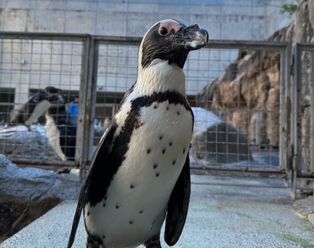 ケープペンギン