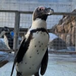 【画像】実はケンカが強い？　 闘ったら強そうなペンギンとは？【へんないきもの・飛べない鳥ペンギンの不思議 vol.02】 〜 画像1