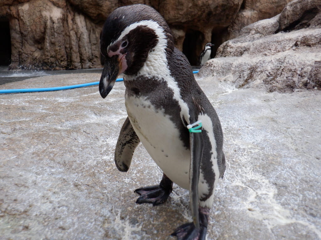 フンボルトペンギン