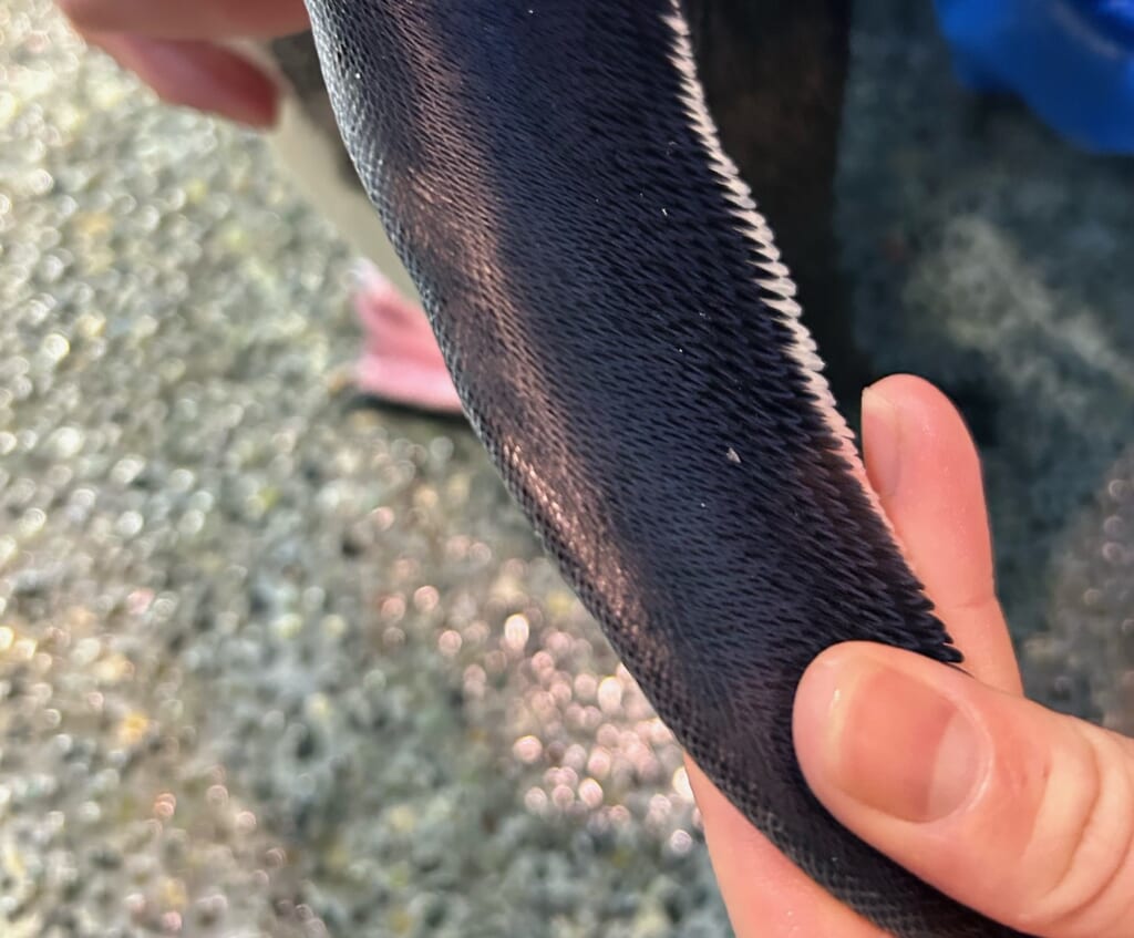 ペンギンの固いフリッパー