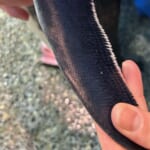 【画像】実はケンカが強い？　 闘ったら強そうなペンギンとは？【へんないきもの・飛べない鳥ペンギンの不思議 vol.02】 〜 画像1