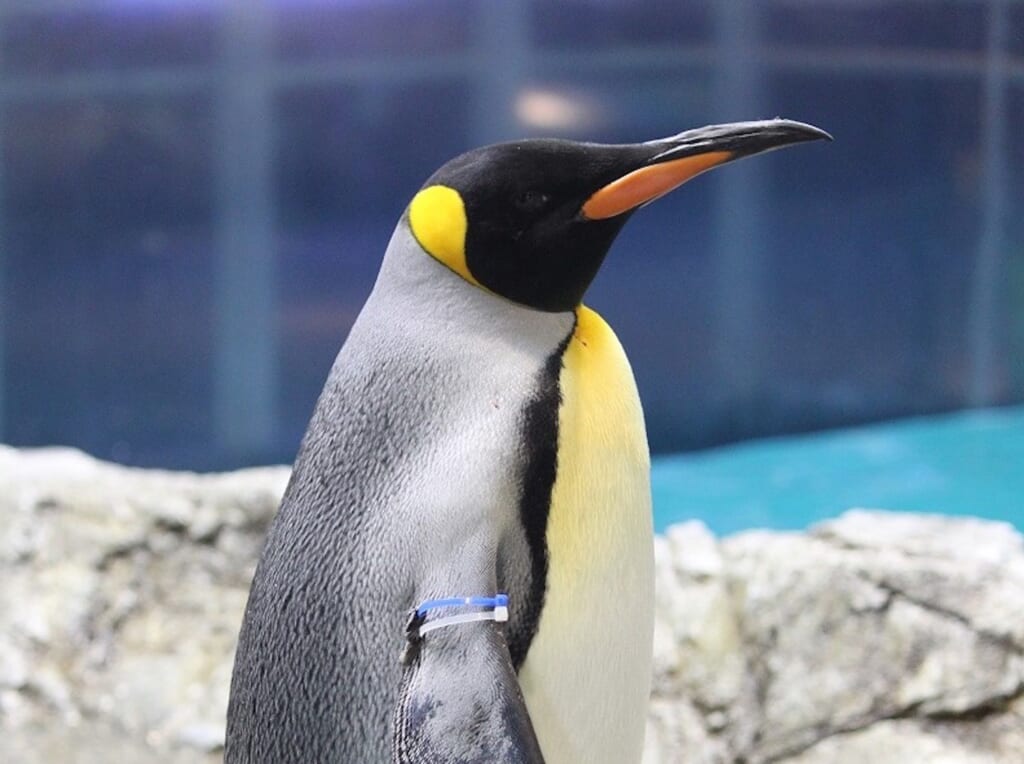 力が強いキングペンギン