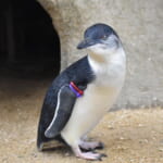 【画像】実はケンカが強い？　 闘ったら強そうなペンギンとは？【へんないきもの・飛べない鳥ペンギンの不思議 vol.02】 〜 画像1