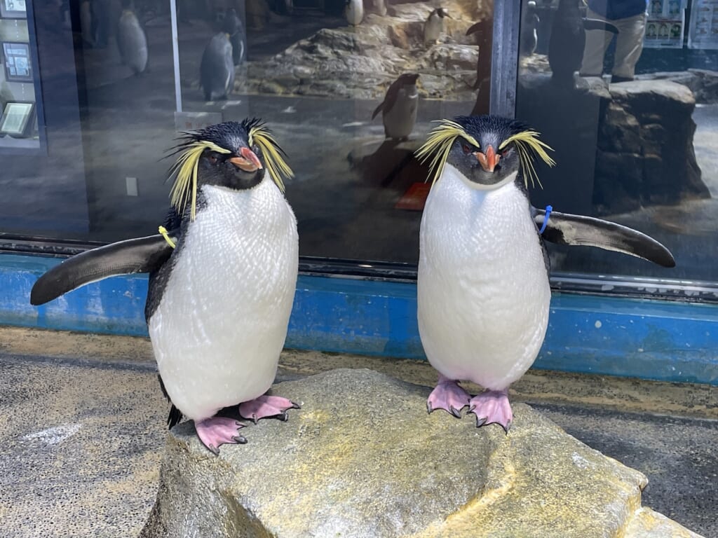 キタイワトビペンギン