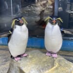 【画像】実はケンカが強い？　 闘ったら強そうなペンギンとは？【へんないきもの・飛べない鳥ペンギンの不思議 vol.02】 〜 画像1