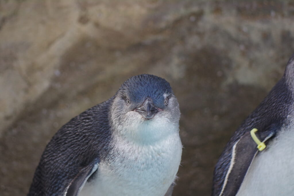 攻撃的な一面もあるコガタペンギン
