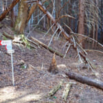 【画像】リアルに仙人が住んでいた高畑山、九番山頂コンビの縦走トレーニングで山足を鍛える 〜 画像1
