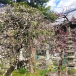 【画像】枝垂れ梅を愛でる！　湘南、鎌倉寺巡り散歩のススメ 〜 画像1
