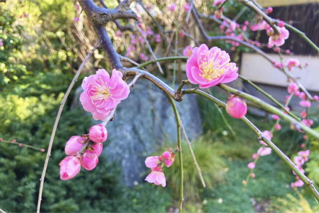 常立寺の梅
