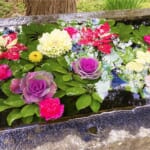 【画像】枝垂れ梅を愛でる！　湘南、鎌倉寺巡り散歩のススメ 〜 画像1