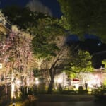 【画像】枝垂れ梅を愛でる！　湘南、鎌倉寺巡り散歩のススメ 〜 画像1