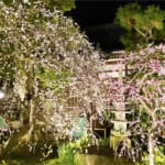 【画像】枝垂れ梅を愛でる！　湘南、鎌倉寺巡り散歩のススメ 〜 画像1