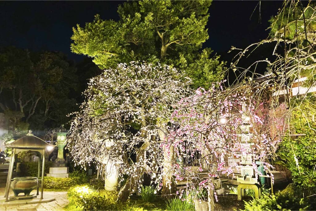 ライトアップされた長谷寺のしだれ梅