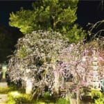 【画像】枝垂れ梅を愛でる！　湘南、鎌倉寺巡り散歩のススメ 〜 画像1