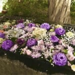 【画像】枝垂れ梅を愛でる！　湘南、鎌倉寺巡り散歩のススメ 〜 画像1