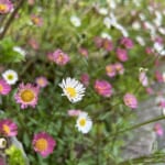【画像】個性的なネーミングが面白い！　街中で見つけられる初夏の草花3選 〜 画像1