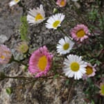 【画像】個性的なネーミングが面白い！　街中で見つけられる初夏の草花3選 〜 画像1