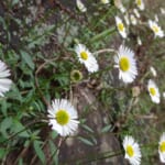 【画像】個性的なネーミングが面白い！　街中で見つけられる初夏の草花3選 〜 画像1