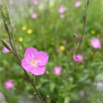 【画像】個性的なネーミングが面白い！　街中で見つけられる初夏の草花3選 〜 画像1