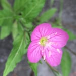 【画像】個性的なネーミングが面白い！　街中で見つけられる初夏の草花3選 〜 画像1
