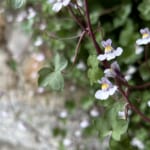 【画像】個性的なネーミングが面白い！　街中で見つけられる初夏の草花3選 〜 画像1
