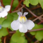 【画像】個性的なネーミングが面白い！　街中で見つけられる初夏の草花3選 〜 画像1