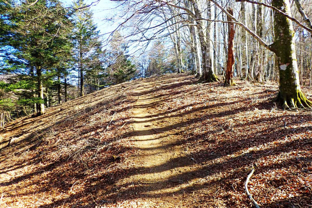 滝子山登山道の防火帯