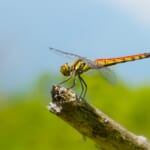 【画像】昆虫の専門家に教えてもらおう！　虫たちとの上手な付き合い方【トンボ編】 〜 画像1