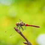 【画像】昆虫の専門家に教えてもらおう！　虫たちとの上手な付き合い方【トンボ編】 〜 画像1