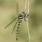 【画像】昆虫の専門家に教えてもらおう！　虫たちとの上手な付き合い方【トンボ編】 〜 画像1
