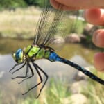 【画像】昆虫の専門家に教えてもらおう！　虫たちとの上手な付き合い方【トンボ編】 〜 画像1