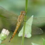 【画像】昆虫の専門家に教えてもらおう！　虫たちとの上手な付き合い方【トンボ編】 〜 画像1