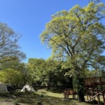 【画像】美しきブナの森に癒される！　快適キャンプと地元グルメが堪能できる「和佐又山deキャンプ＆ハイク」【前編】 〜 画像1