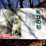 【画像】【秀麗富嶽十二景】笹子の山中に静かにたたずむ神聖なる巨木の矢立の杉 〜 画像1