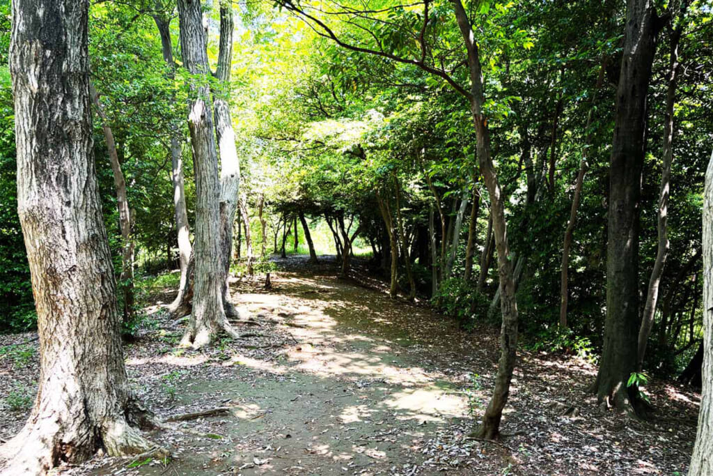 山田富士のトレイルコース