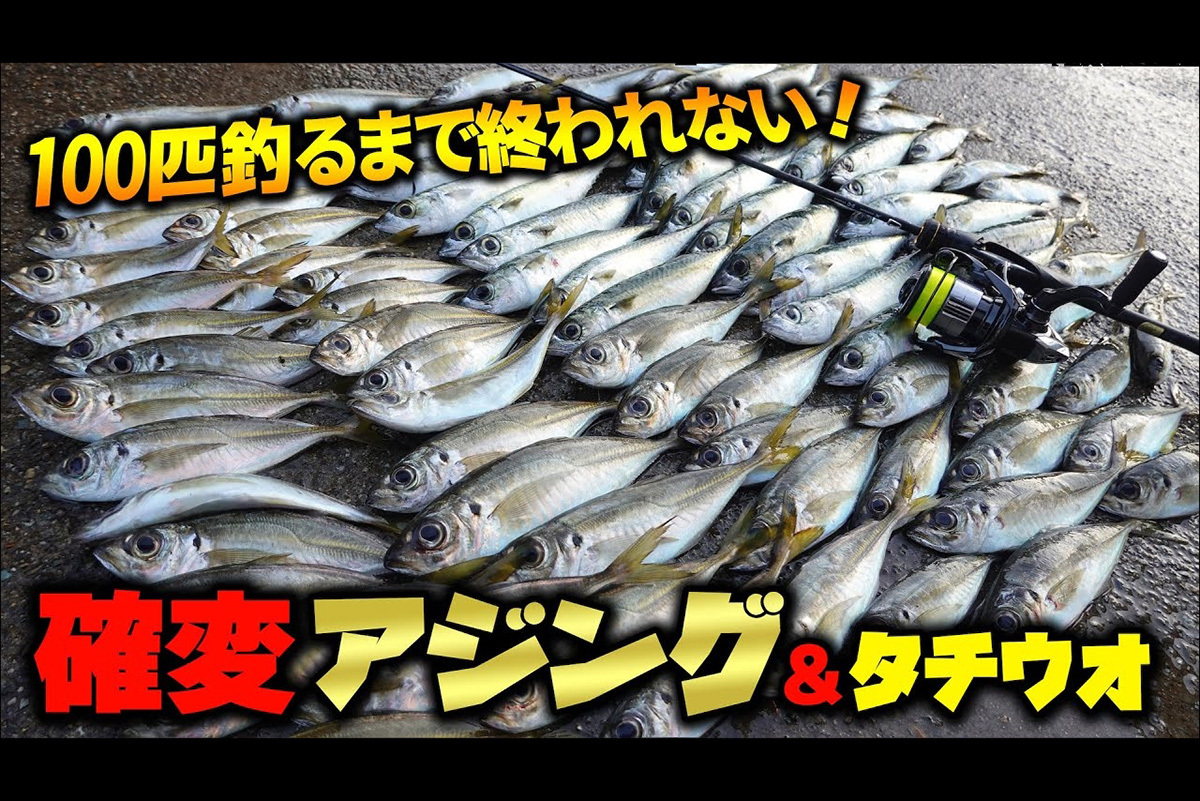 秋の夜長にエンドレスで爆釣！　テンヤタチウオと爽快な入れ食いアジングで100匹釣り達成なるか？