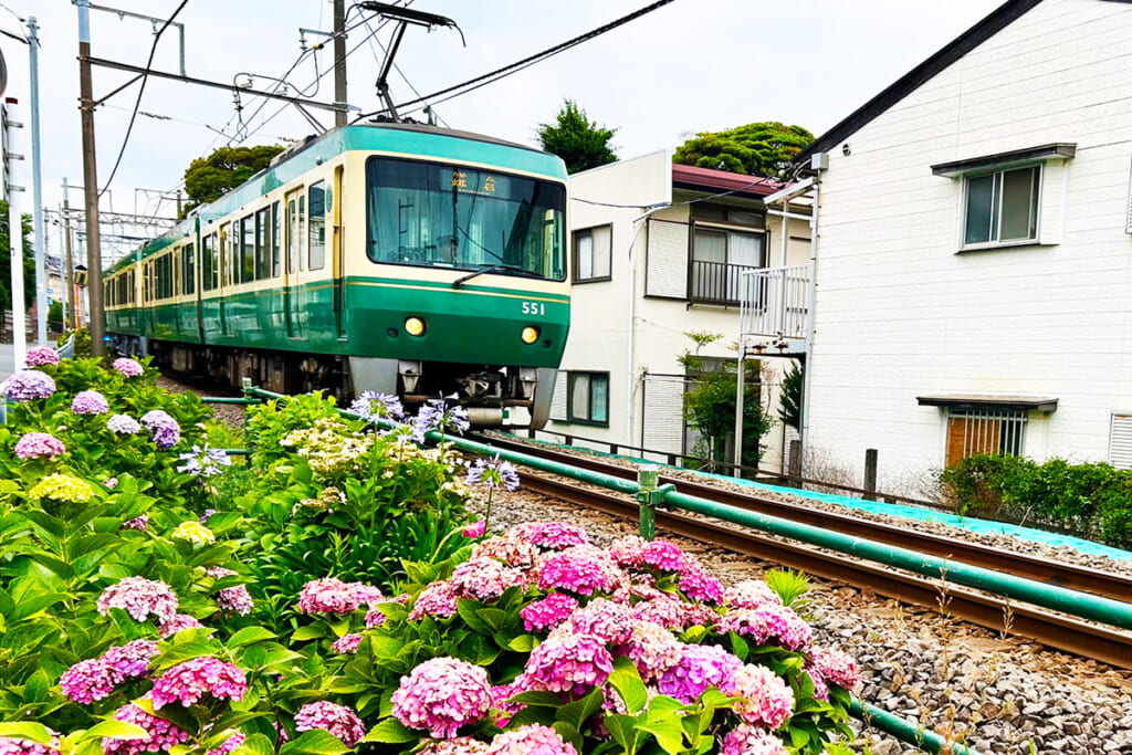 紫陽花と江ノ電