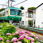 紫陽花と江ノ電