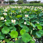 【画像】聖地巡礼だけじゃない！　江ノ電沿線の隠れた路地巡りハイクからのゴージャスに咲き乱れる鵠沼のハス池を愛でる 〜 画像1
