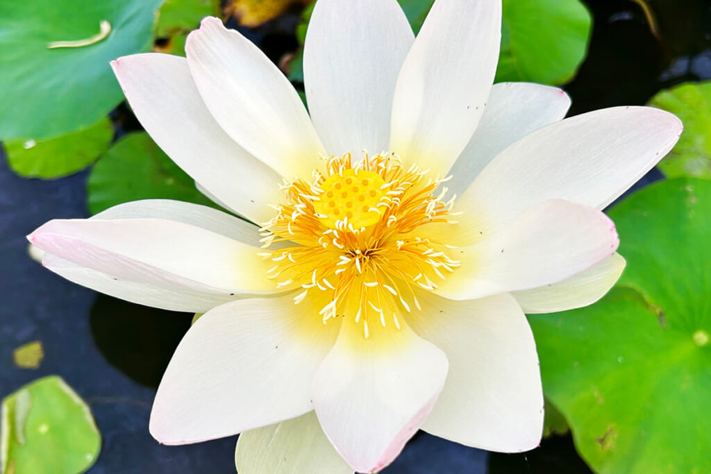 マイヒレンの花びら